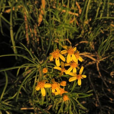 Senecio linifolius, photographed by Christiaan Viljoen