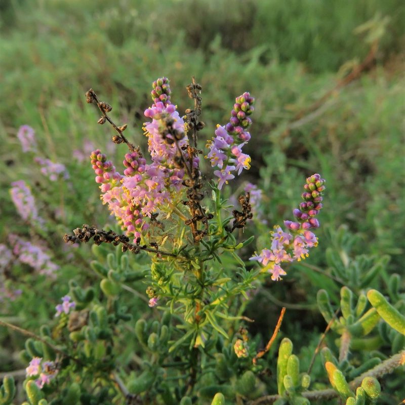 Selago geniculata, photographed by Christiaan Viljoen