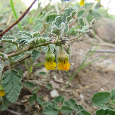 Hermannia althaeoides, photographed by Christiaan Viljoen