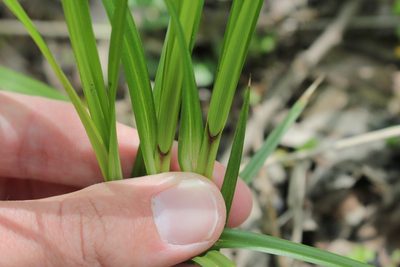 Carex trichocarpa, photographed by Quinten Wiegersma