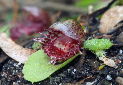 Corybas fimbriatus, photographed by Linda