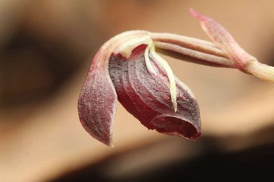 Corybas unguiculatus, photographed by Linda