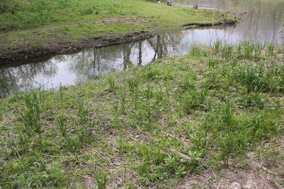 Carex trichocarpa, photographed by Quinten Wiegersma