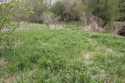 Carex trichocarpa, photographed by Quinten Wiegersma
