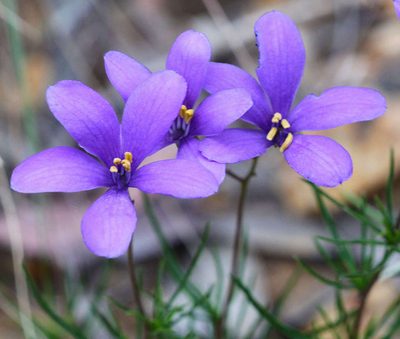 Cheiranthera linearis, photographed by Linda
