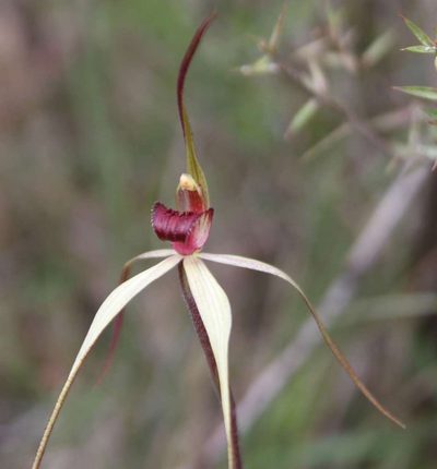 Caladenia oenochila, photographed by Linda