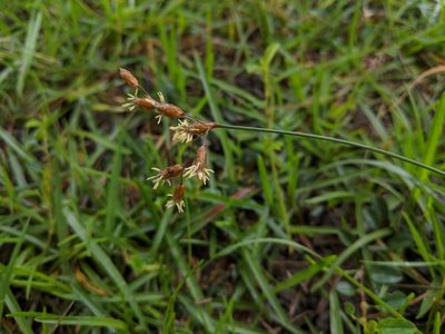 Fimbristylis subinclinata, photographed by Cheng-Te Hsu