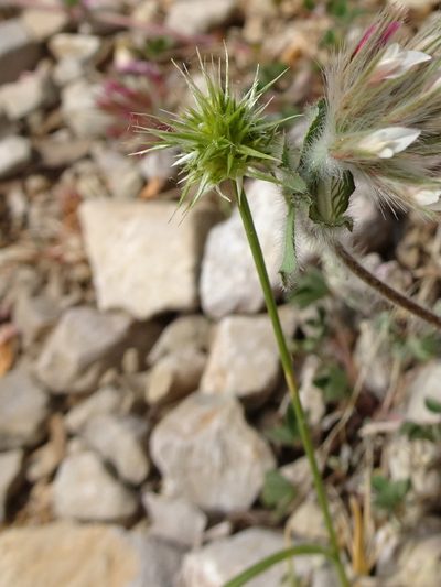 Echinaria capitata, photographed by Thomas Koffel