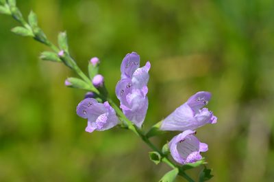 Physostegia angustifolia, photographed by Jody Shugart