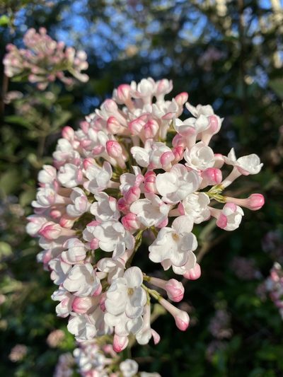 Viburnum carlesii, photographed by Rebecca Turner