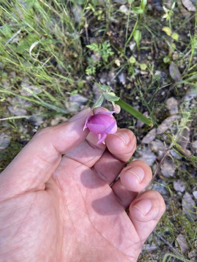 Calochortus amoenus, photographed by Brandon Wheeler