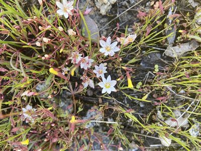 Erocallis triphylla, photographed by Brandon Wheeler