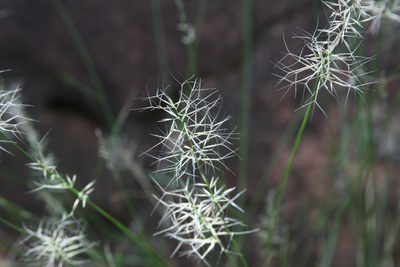 Aristida caput-medusae, photographed by Kym Nicolson