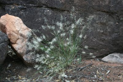 Aristida caput-medusae, photographed by Kym Nicolson
