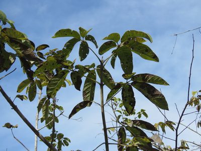 Vitex pyramidata, photographed by Alexis López Hernández
