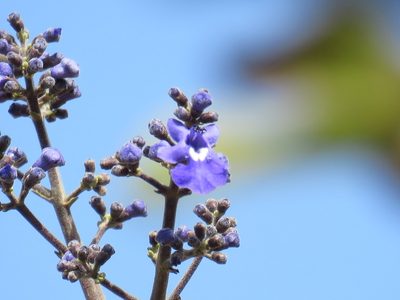 Vitex pyramidata, photographed by Alexis López Hernández