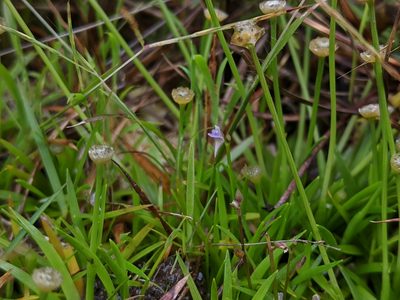Utricularia heterosepala, photographed by Cheng-Te Hsu