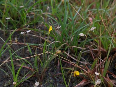 Utricularia bifida, photographed by Cheng-Te Hsu