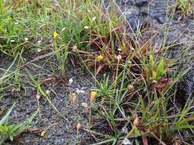 Eriocaulon truncatum, photographed by Cheng-Te Hsu