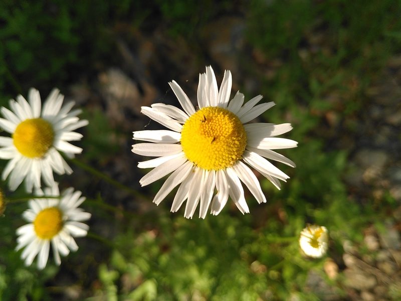 Leucanthemum monspeliense, photographed by Yves Bas