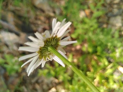 Leucanthemum monspeliense, photographed by Yves Bas