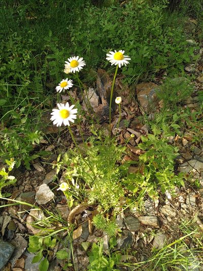 Leucanthemum monspeliense, photographed by Yves Bas