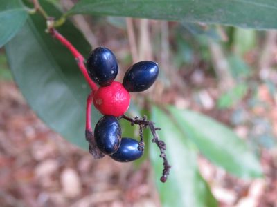 Ouratea lucens, photographed by Alexis López Hernández