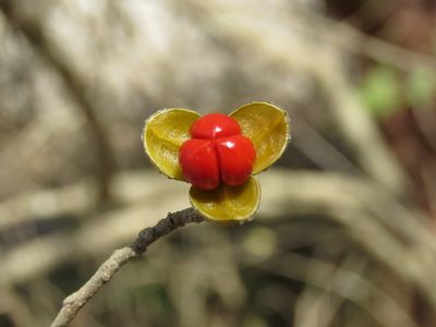 Trichilia trifolia, photographed by Alexis López Hernández
