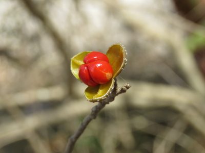 Trichilia trifolia, photographed by Alexis López Hernández