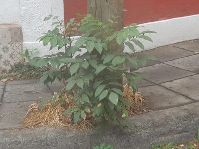 Fraxinus uhdei, photographed by Martín Sánchez Vilchis