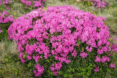 Rhododendron kotschyi, photographed by xulescu_g