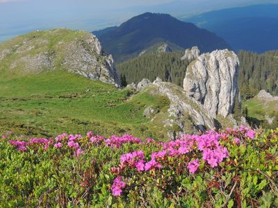 Rhododendron kotschyi, photographed by xulescu_g