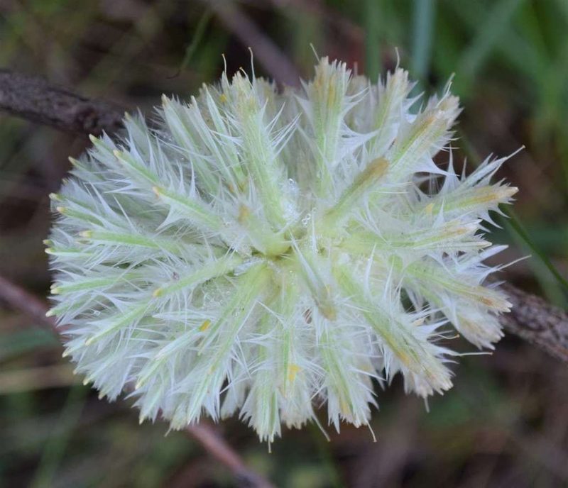 Ptilotus macrocephalus, photographed by Kevin Sparrow