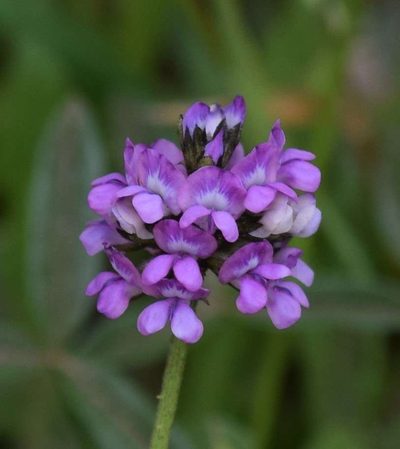 Cullen microcephalum, photographed by Kevin Sparrow