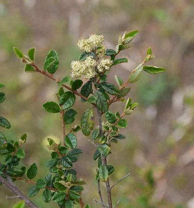 Pomaderris racemosa, photographed by Kevin Sparrow
