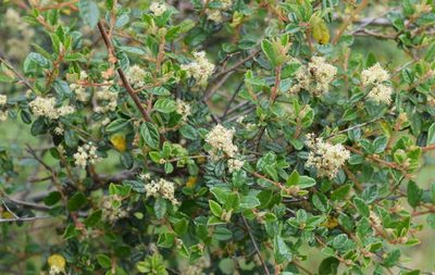 Pomaderris racemosa, photographed by Kevin Sparrow