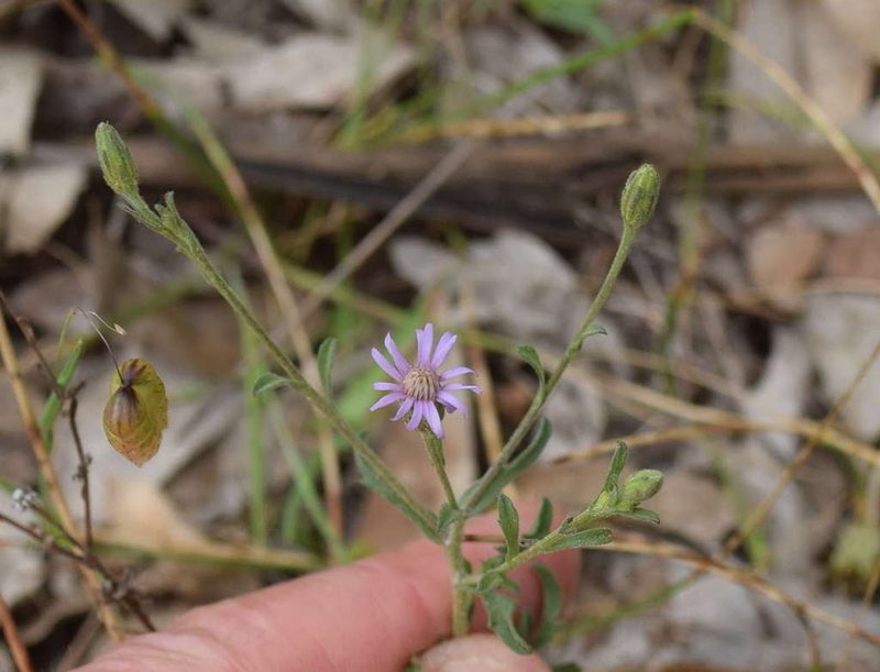 Vittadinia cuneata, photographed by Kevin Sparrow