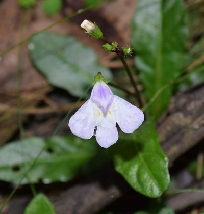 Mazus pumilio, photographed by Kevin Sparrow