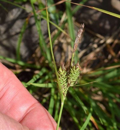 Carex gaudichaudiana, photographed by Kevin Sparrow