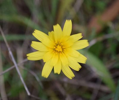 Microseris scapigera, photographed by Kevin Sparrow