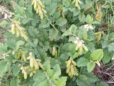 Crotalaria verrucosa, photographed by Afsar Nayakkan