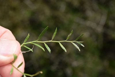 Lobelia pratioides, photographed by Kevin Sparrow