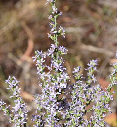 Olearia lanuginosa, photographed by Kevin Sparrow