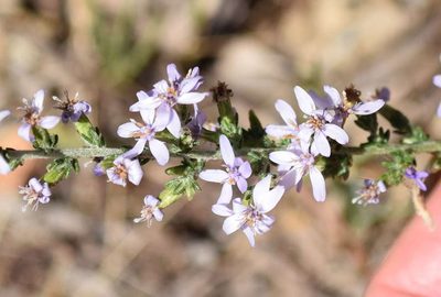 Olearia lanuginosa, photographed by Kevin Sparrow
