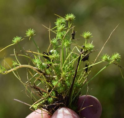 Isolepis hystrix, photographed by Kevin Sparrow
