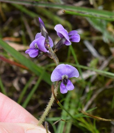 Glycine latrobeana, photographed by Kevin Sparrow