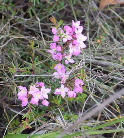 Boronia pilosa, photographed by Kevin Sparrow