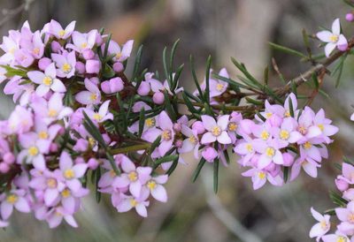 Boronia pilosa, photographed by Kevin Sparrow
