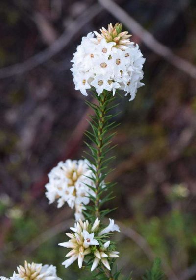 Epacris lanuginosa, photographed by Kevin Sparrow