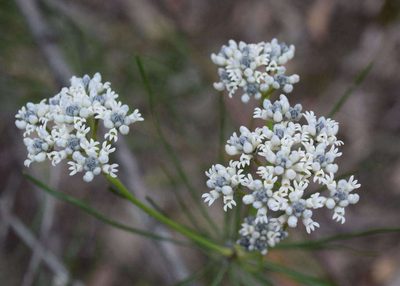 Conospermum mitchellii, photographed by Kevin Sparrow